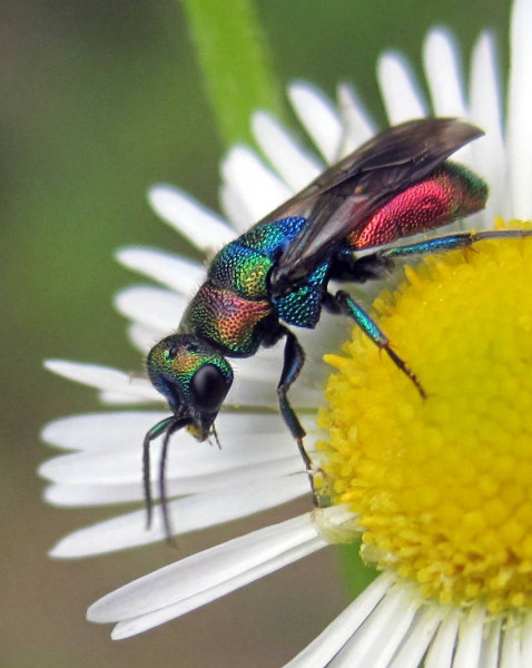 Chrysididae 3.jpg