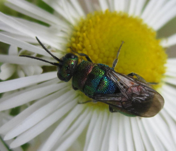 Chrysididae 4.jpg