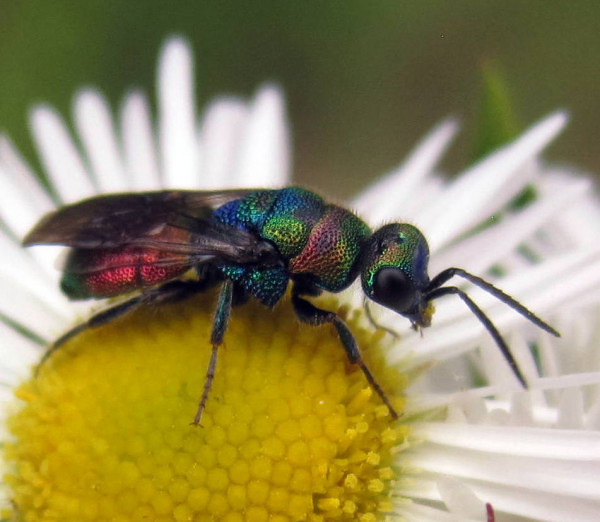 Chrysididae 5.jpg