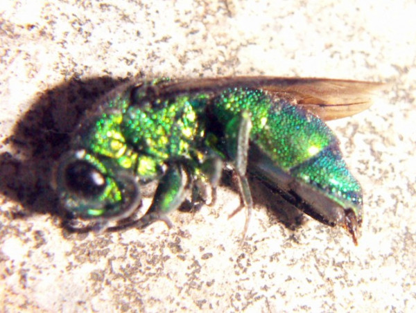 Stilbum sp. 1 (5-9-06 Cueva de la Flauta de Caña, Guilin).jpg