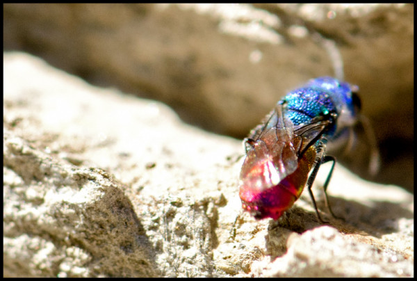 Chrysis_Maitena_apical_red.jpg