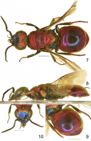 Hedychridium tarbinskyi HT female.jpg