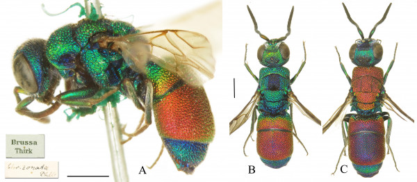 Figure 1_Chrysis zonata_mf.jpg