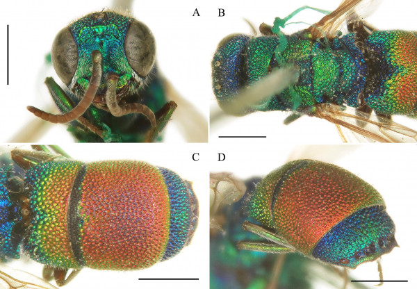 Figure 2_Chrysis zonata-type.jpg