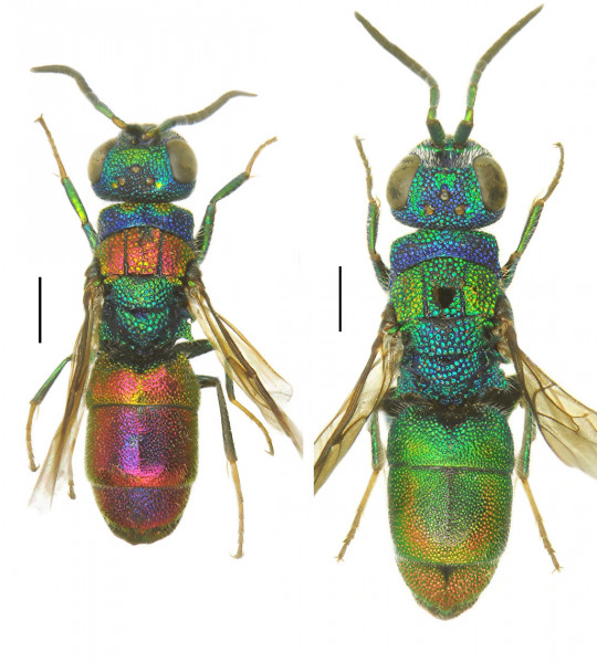 Chrysis illigeri - bicolor.jpg