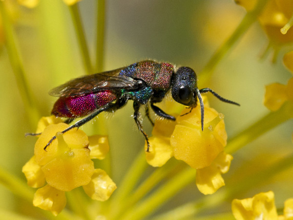 Chrysididae 4573 med.jpg