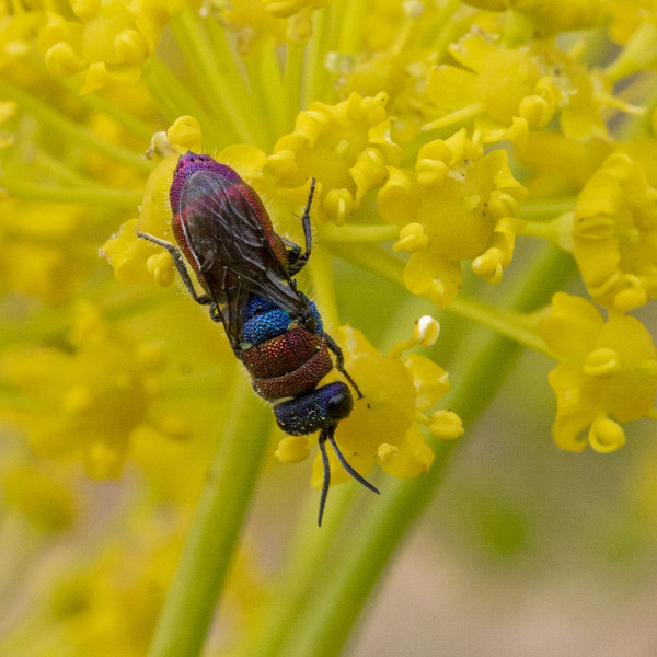 Chrysididae 4815 med.jpg