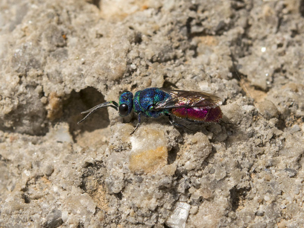 Chrysididae 8317 med.jpg