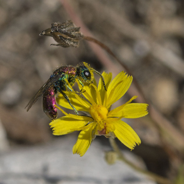 Chrysididae 6430 med.jpg