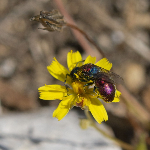 Chrysididae 6427 med.jpg