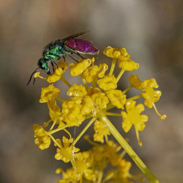 Chrysididae 4541 med.jpg