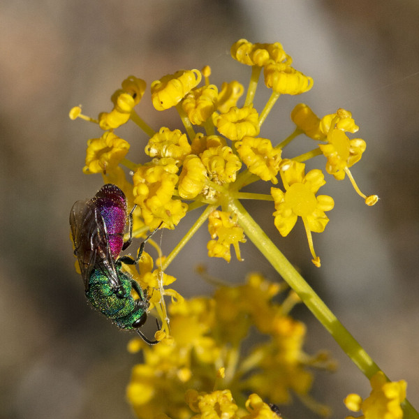 Chrysididae 4543 med.jpg