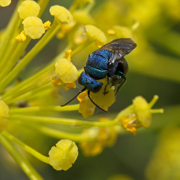 Chrysididae 4584 med.jpg