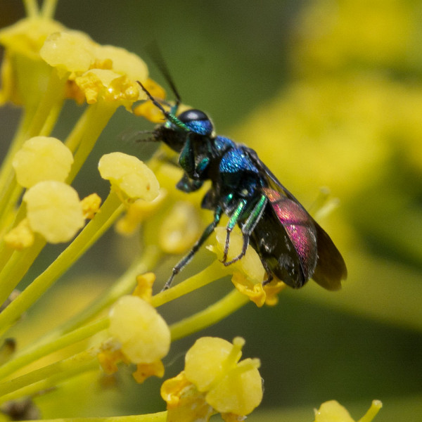 Chrysididae 4586 med.jpg