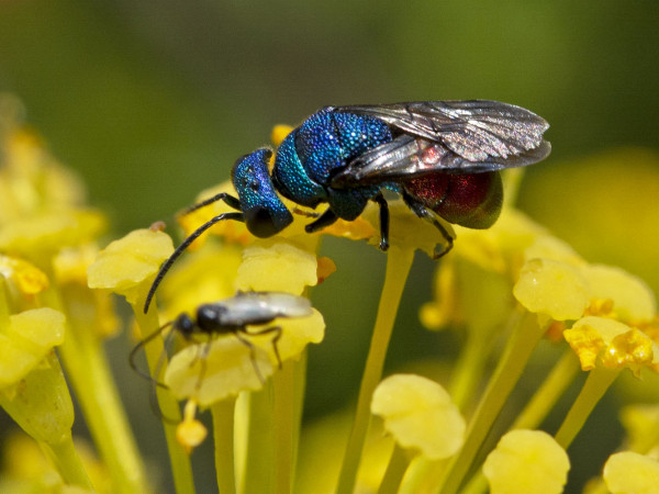 Chrysididae 4587 med.jpg