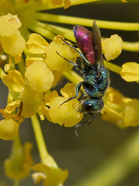 Chrysididae 4588 med.jpg