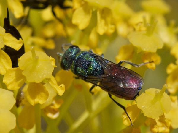 Chrysididae 4592 med.jpg