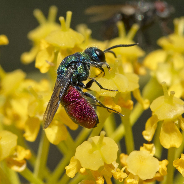 Chrysididae 4593 med.jpg