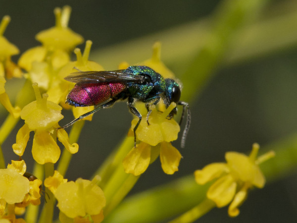 Chrysididae 4594 med.jpg