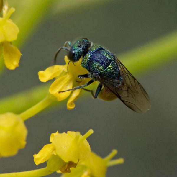 Chrysididae 4596 med.jpg