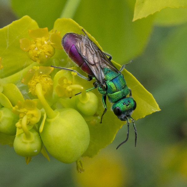 Chrysididae 5472 med.jpg