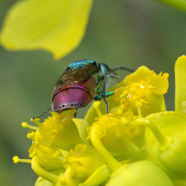 Chrysididae 5469 med.jpg