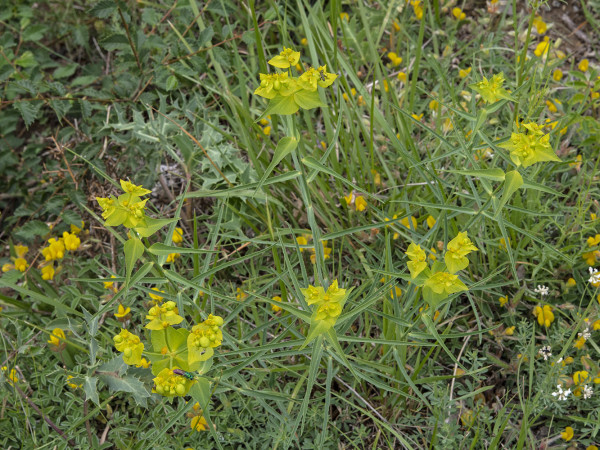 Euphorbia serrata 5486 med.jpg