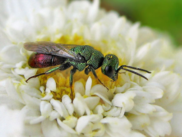 chrysid10-7-19.JPG