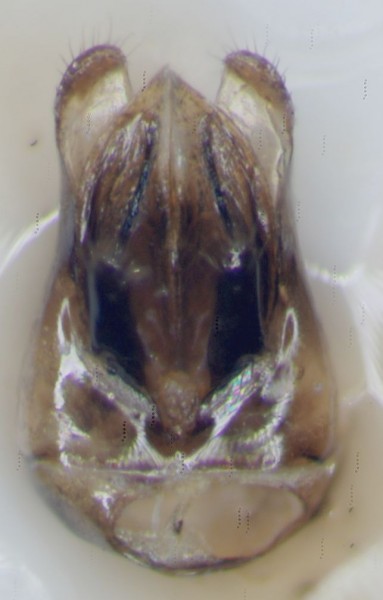 capsula genitalerid.jpg