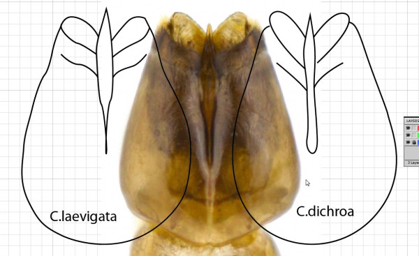 laevigata-dichroa.jpg