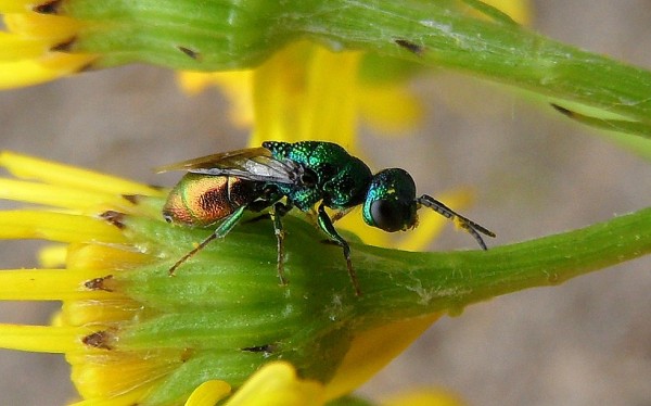 goudwespstekel290711chrysis.jpg