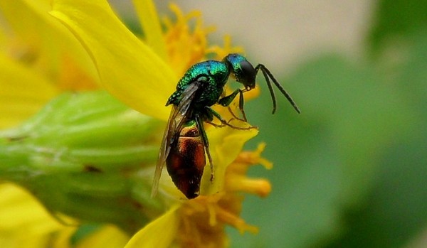 goudwesp290711stekelchrysis.jpg