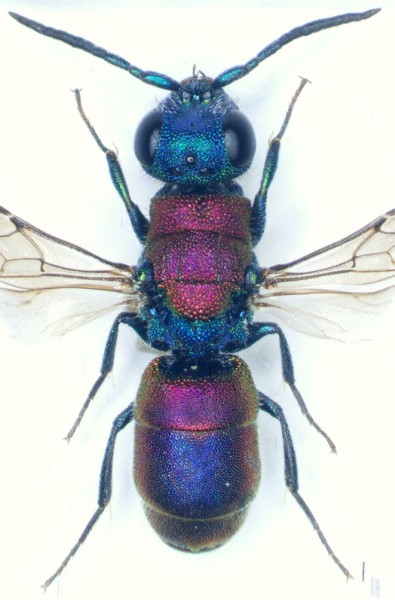 Chrysura lydiaered.jpg