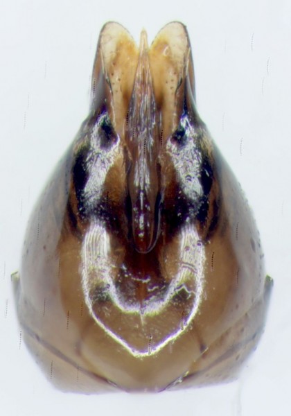 capsula genitalerid.jpg