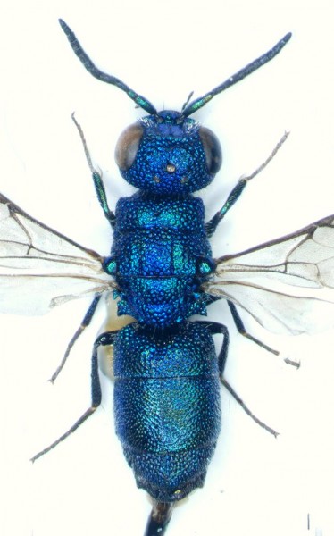 Chrysidea2rid.jpg