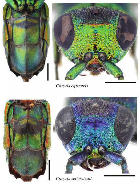 Chrysis equestris - zetterstedti.jpg