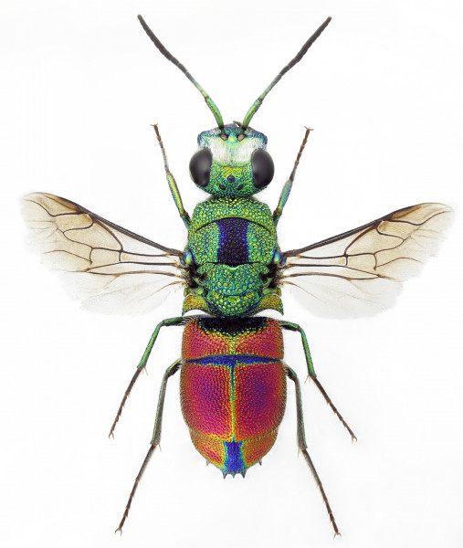 Pentachrysis_zharptitza_F_ABxxxxx_dorsal.jpg