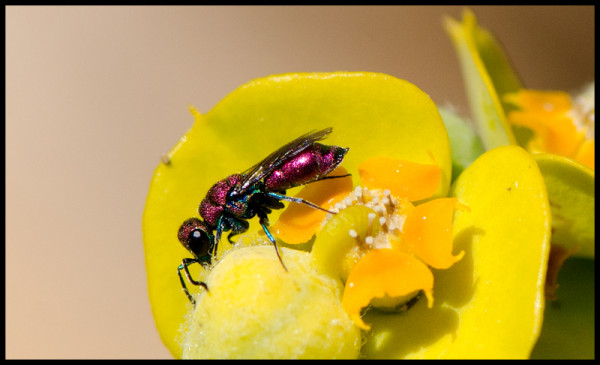 Chrysis_cobrizo_pequ_Nigue_red.jpg