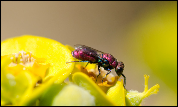 Chrysis_varidens_Niguelas_red.jpg