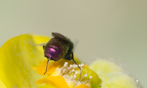 Chrysis_varidens_apical.jpg