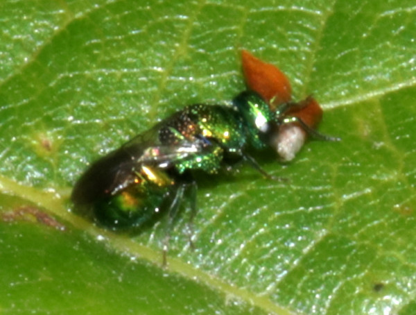 2207chrysididae.JPG
