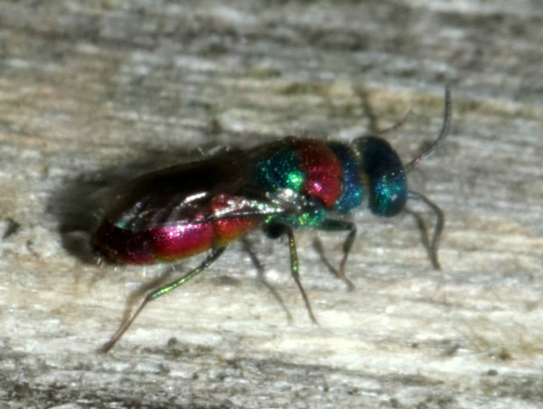 0108chrysisspec.JPG