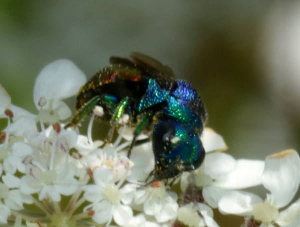0308hedyfront.JPG