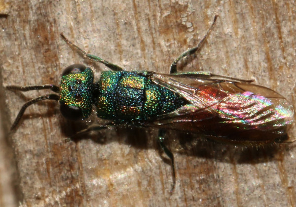 Chrysis gracillima 2019-07-05 1.jpg