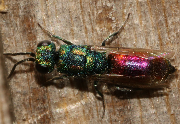 Chrysis gracillima 2019-07-05 2.jpg