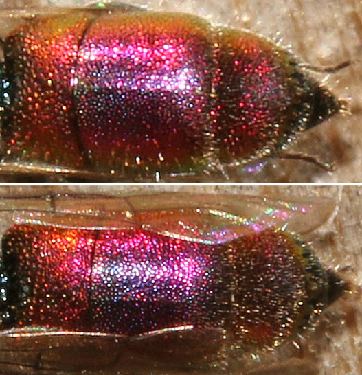 Chrysis gracillima 2019-07-05 3.jpg