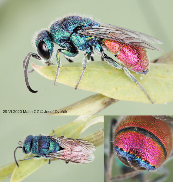 chrysididae 15.jpg