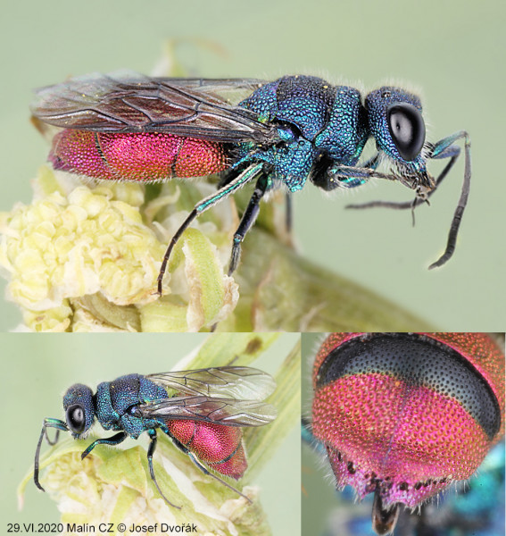 chrysididae 16.jpg