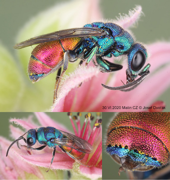 chrysididae 17.jpg