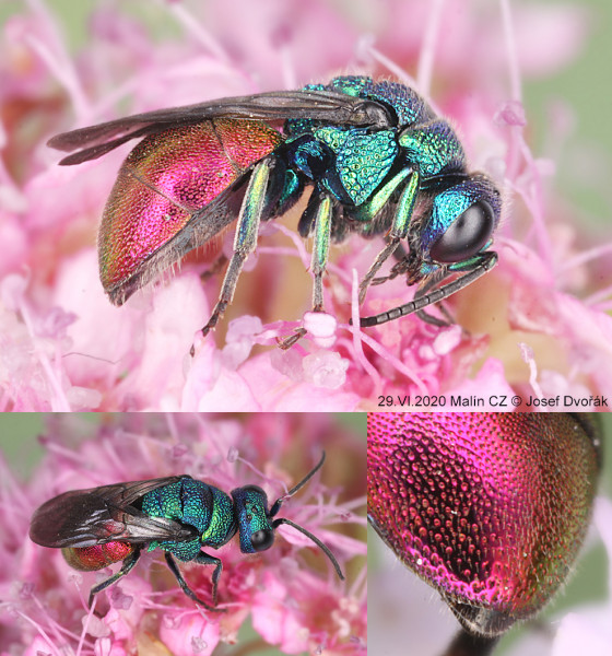 chrysididae 19.jpg